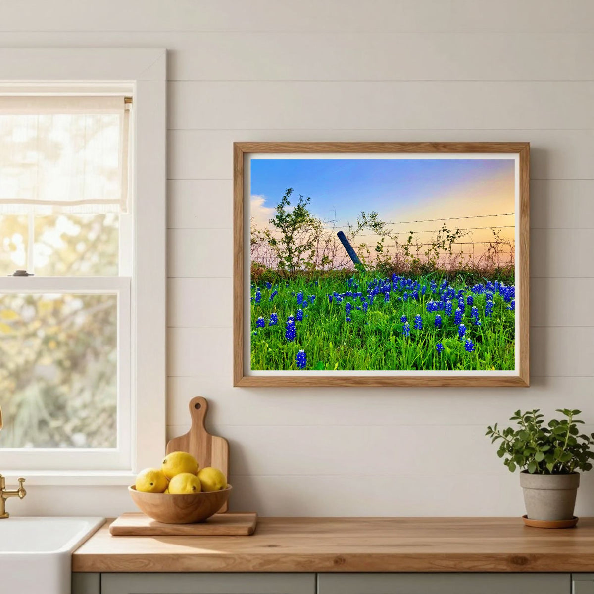 Bluebonnet Sunset — Texas Wildflower Fine Art Photography Print