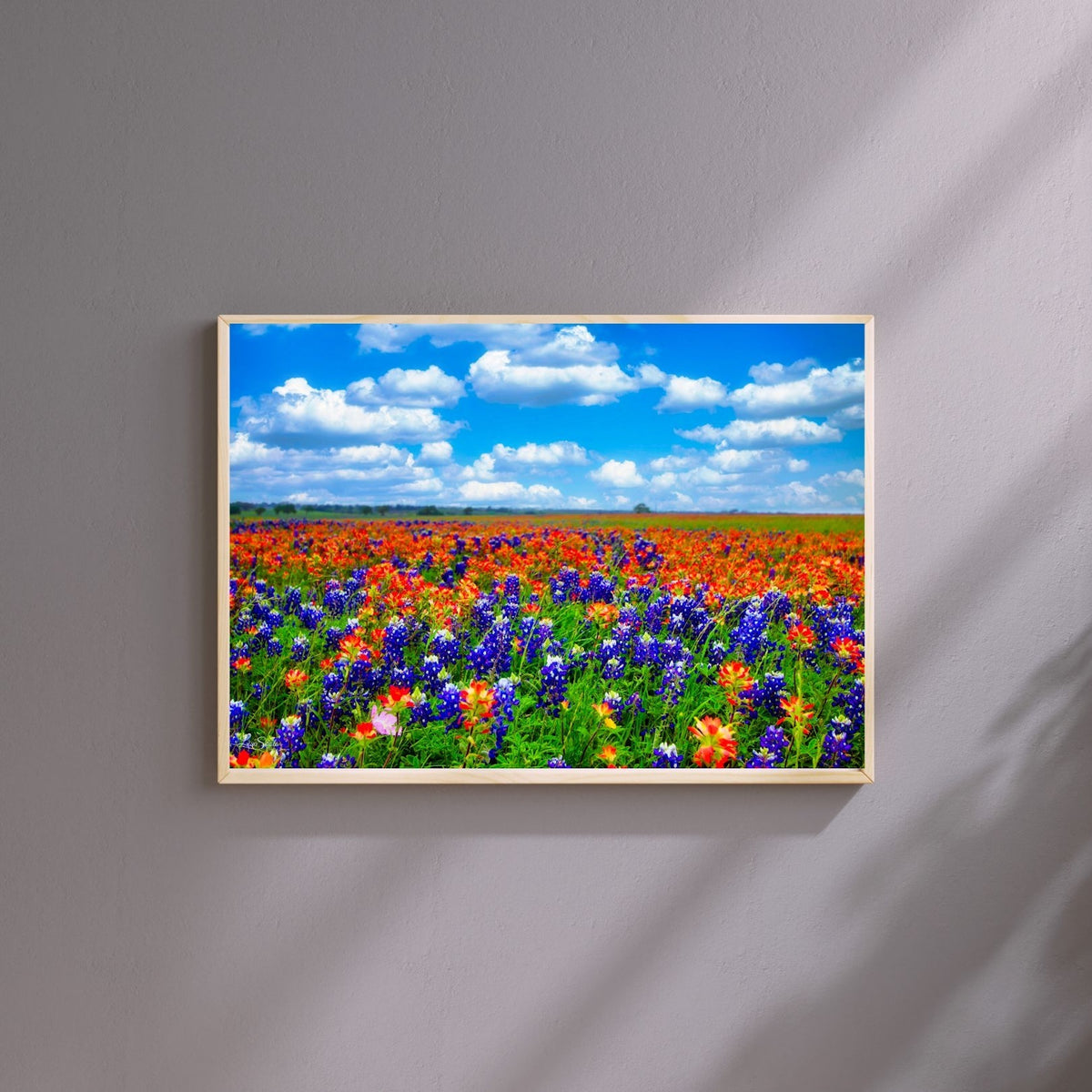 Field of Dreams — Texas Bluebonnet & Indian Paintbrush Fine Art Photography Print