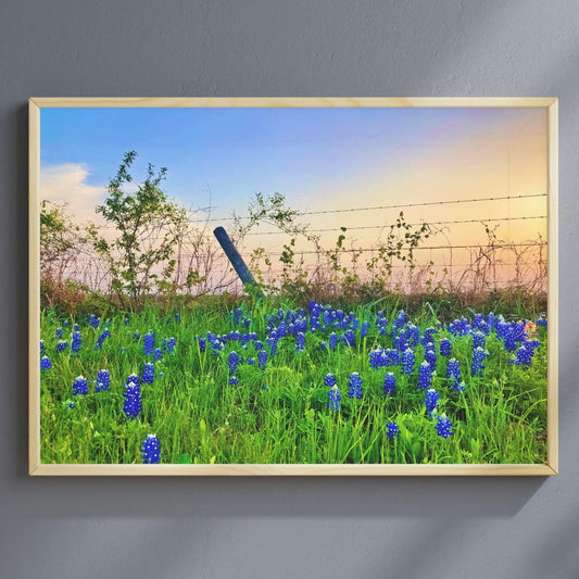 Bluebonnet Sunset — Texas Wildflower Fine Art Photography Print