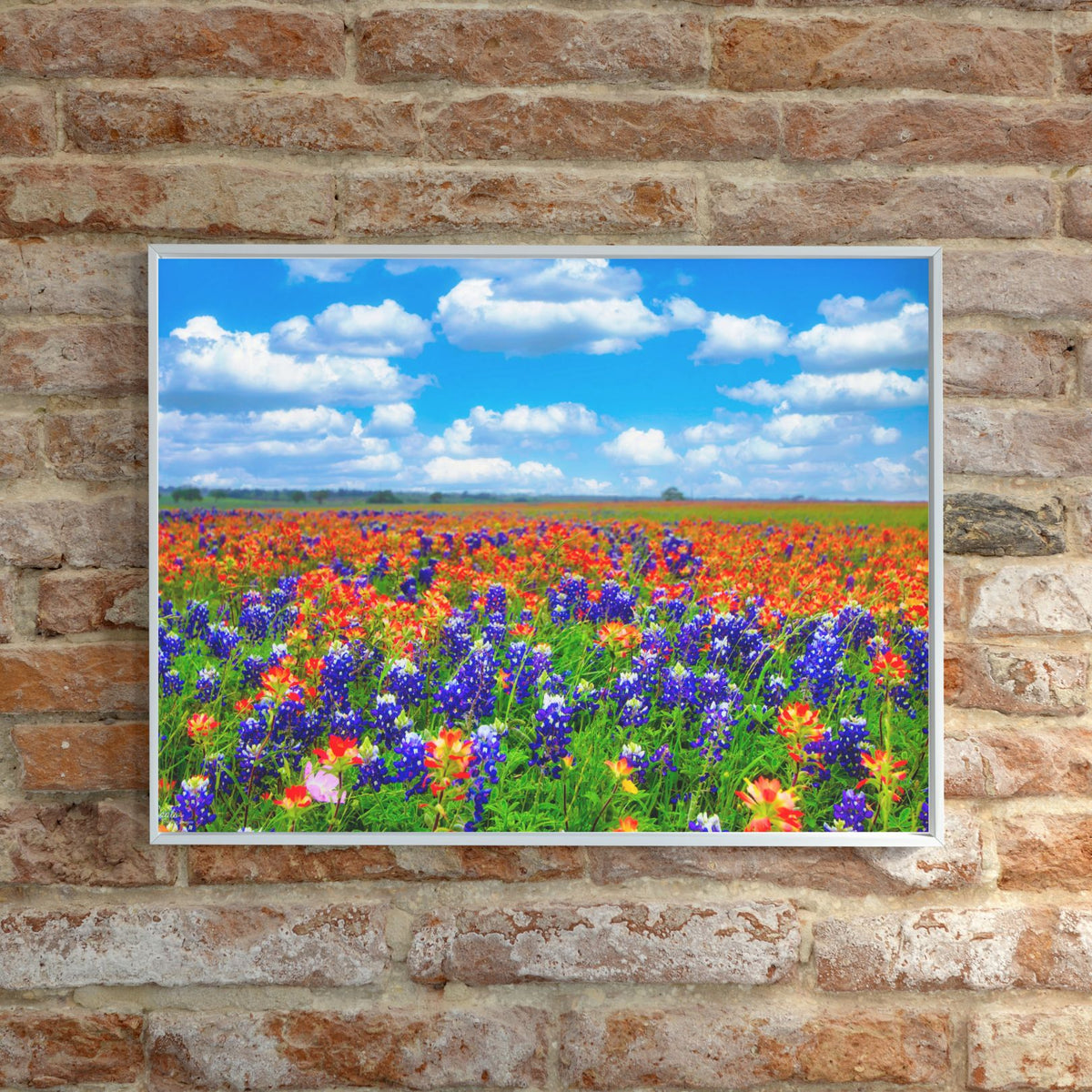 Field of Dreams — Texas Bluebonnet & Indian Paintbrush Fine Art Photography Print