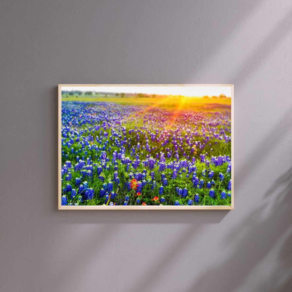 Bluebonnet Sunrise — Texas Wildflower Fine Art Photography Print