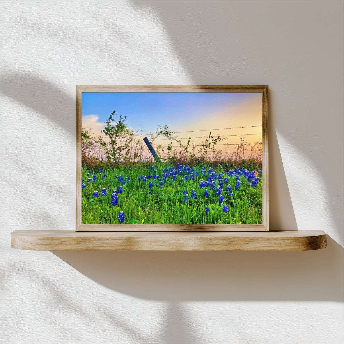 Bluebonnet Sunset — Texas Wildflower Fine Art Photography Print